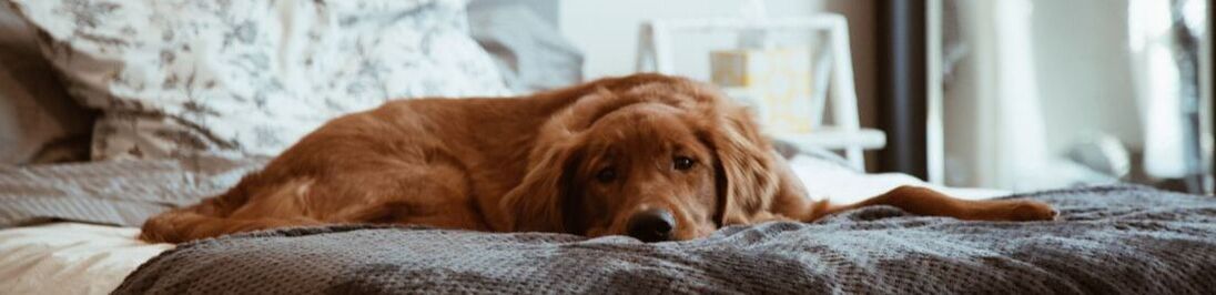 Image show a Golden Retriever resting comfortably on a bed. Image by Conner Baker on unsplash.